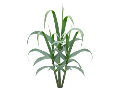 Arundo donax or Spanish cane plant isolated on white background clipart