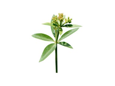 Rubia Tinctorum or rose madder plant flower and buds isolated on white background clipart