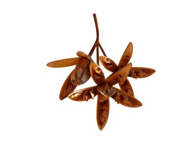 Toona ciliata ya da kırmızı sedir bitkisi beyaz arka planda izole edilmiş kurumuş tohumlar