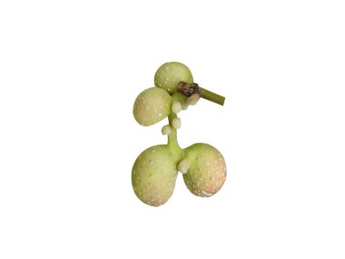 magnolia champaca or champak fruits isolated on white background clipart