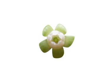 Beyaz arkaplanda yalnız Leea indica veya Girang çiçekleri