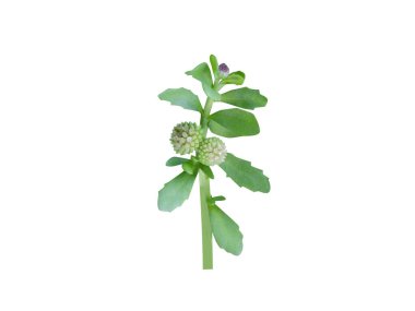 Centipeda or sneeze wart plant with buds isolated on white background clipart