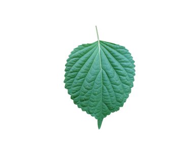 Perilla or Peria frutescens plant leaves isolated on white background clipart