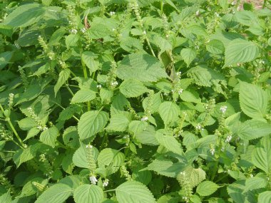 Perilla ya da Peria frutescens bitkileri ve çiçekler