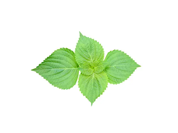 Perilla ya da Peria frutescens bitkisi beyaz arkaplanda izole edilmiş