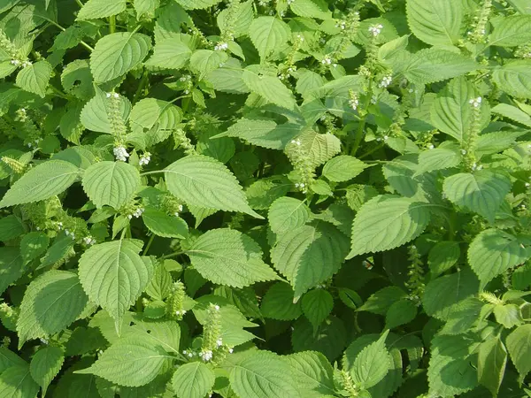 Perilla ya da Peria frutescens bitkileri ve çiçekler