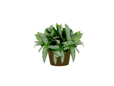 murdannia or asiatic dewflower pot plants isolated on white background clipart