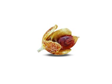 Fagus grandifolia or American beech dried fruits isolated on white background clipart