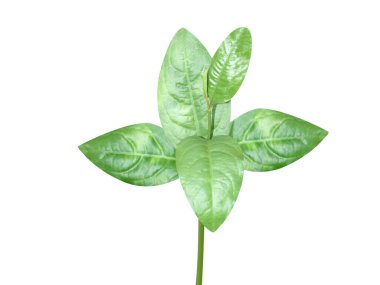 Plumbago indica ya da Plumbago bitki yaprakları beyaz arka planda izole