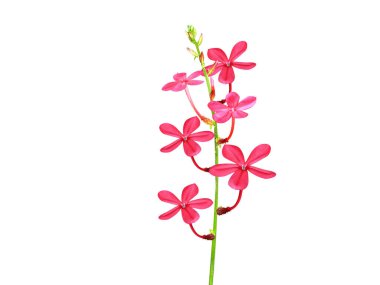 Plumbago indica ya da Plumbago çiçekleri beyaz arkaplanda izole edilmiş