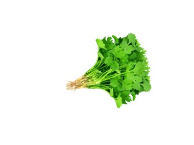 Coriandrum sativum or Coriander plant with leaves isolated on white background clipart