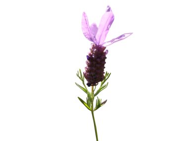 Lavandula stoechas yaygın adı beyaz arka planda izole çiçekler ile İspanyol lavanta bitkisi