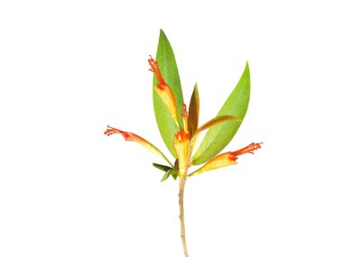 Woodfordia fruticosa fire flame bush plant with flowers isolated on white background clipart