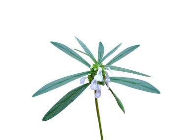 Leucas cephalotes or Dharampusp plant with flowers isolated on white background clipart