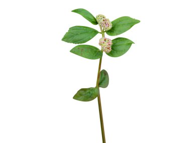 Beyaz arka planda izole çiçek tomurcukları ile öforbi hirta veya astım bitkisi