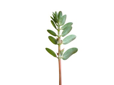 Öforbi timifolisi ya da körfez kum örtüsü beyaz arka planda izole edilmiş.