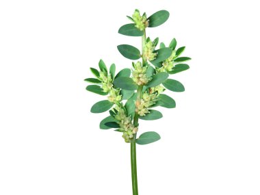 Euphorbia thymifolia or Gulf sandmat plant with flowers isolated on white background clipart