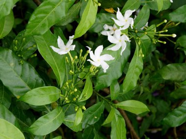 Tabernaemontana divaricata ya da crape yasemin bitkisi çiçekli