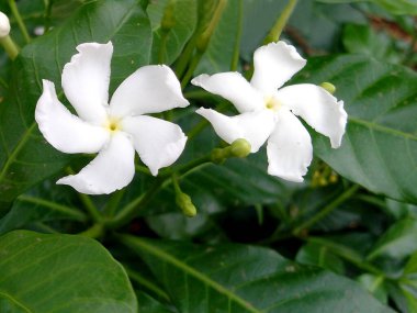 Tabernaemontana divaricata or crape jasmine plant with flower clipart