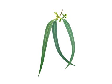 Okaliptüs globulus veya beyaz arkaplanda tomurcukları olan mavi sakız ağacı sapı