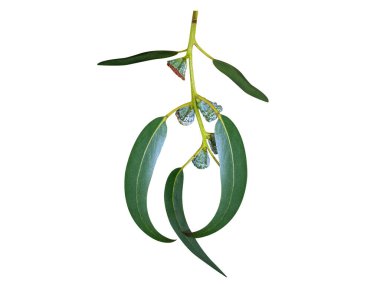 Okaliptüs globulus veya beyaz arkaplanda meyveler bulunan mavi sakız ağacı sapı