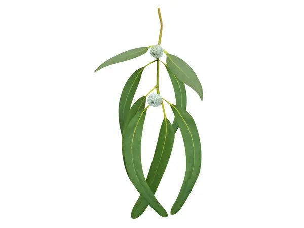 Okaliptüs globulus veya beyaz arkaplanda meyveler bulunan mavi sakız ağacı sapı