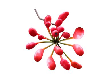 Beyaz arka planda izole edilmiş Uvaria narum veya Dunal olgun meyveler