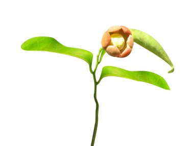 Beyaz arka planda izole Uvaria narum veya Dunal çiçekleri