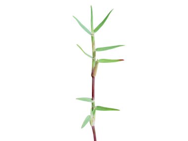 Cynodon dactylon or Bermuda grass plant isolated on white background clipart