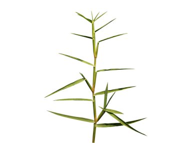 Cynodon dactylon or Bermuda grass plant isolated on white background clipart