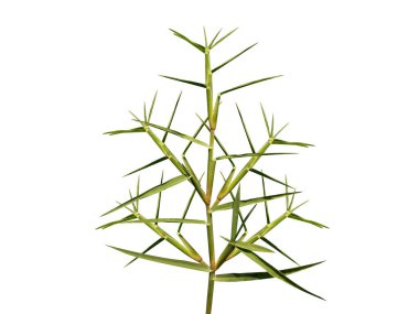 Cynodon dactylon or Bermuda grass plant isolated on white background clipart