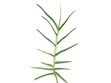 Cynodon dactylon or Bermuda grass plant isolated on white background clipart