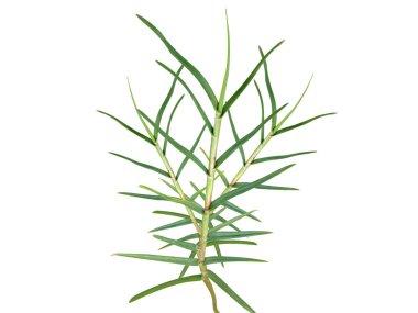 Beyaz arka planda izole Cynodon Dactylon veya Bermuda çimen bitkisi