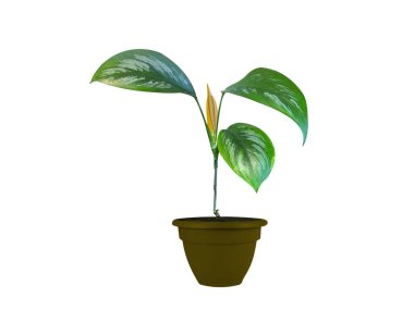Scindapsus officinalis ya da pipul pot bitkileri beyaz arka planda izole