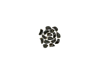 Beyaz arkaplanda izole edilmiş Delphinium veya larkspur kurutulmuş tohumları