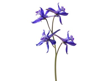 Beyaz arkaplanda izole edilmiş Delphinium veya larkspur çiçekleri