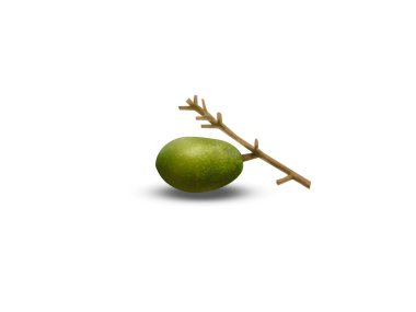 Gmelina arborea or beechwood single green fruits isolated on white background clipart