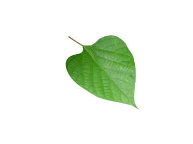 Beyaz arka planda Gmelina arborea ya da kayın ağacı yaprakları izole