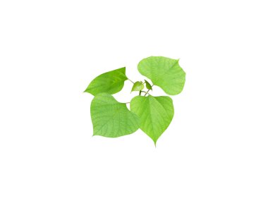 Beyaz arka planda Gmelina arborea ya da kayın ağacı yaprakları izole