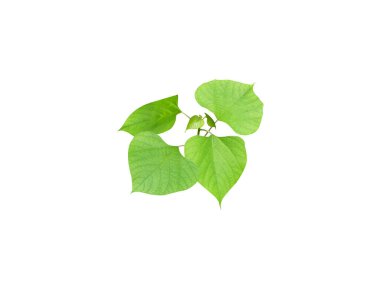 Gmelina arborea or beechwood leaves isolated on white background clipart