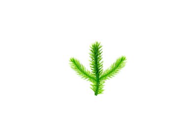 Lycopodium clavatum or common club moss leaves isolated on white background clipart