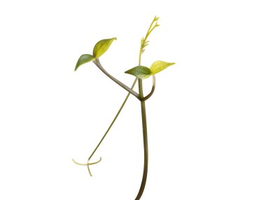Clematis zeylanica veya Seylan Lotus bitkisi beyaz arka planda izole edilmiş