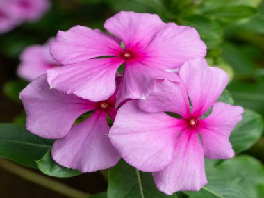 Kataranthus gülü ya da Madagaskar menekşe çiçekli.