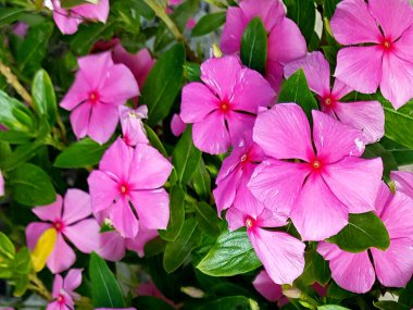 Kataranthus gülü ya da Madagaskar menekşe çiçekli.