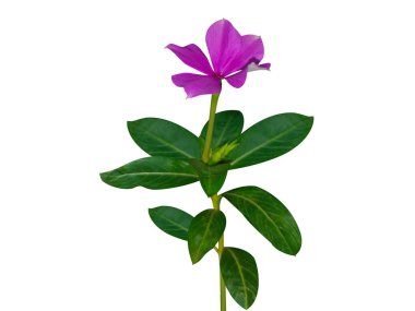 Catharanthus roseus or Madagascar periwinkle plant with flowers isolated on white background clipart