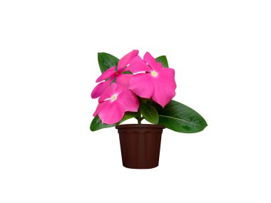 Catharanthus roseus or Madagascar periwinkle pot plant with flower isolated on white background clipart