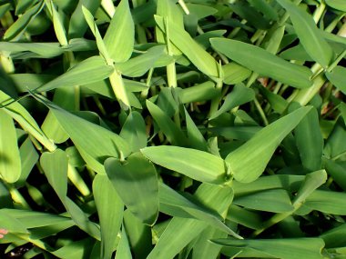 hygroryza aristata ya da Asya su çimi bitkisi