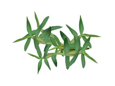 Beyaz arka planda izole edilmiş hygroryza aristata ya da Asya su çimi bitkisi