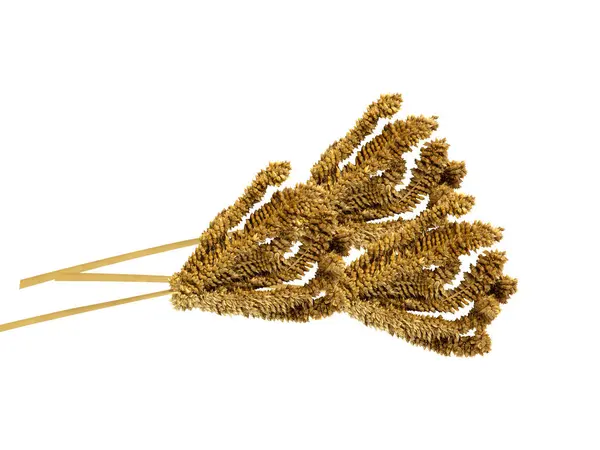 Parmak darı veya Eleusine coracana beyaz arkaplanda izole edilmiş kurumuş tohumlar