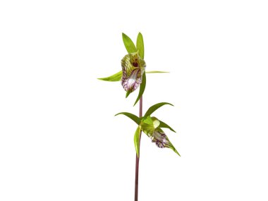 nervilia concolor or tall shield orchid plant with flowers isolated on white background clipart